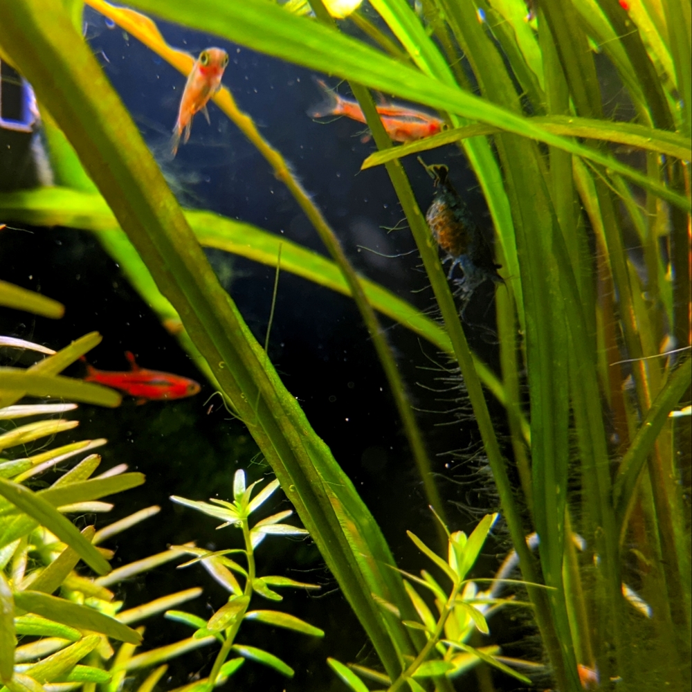 Meet your Posher, Sydney